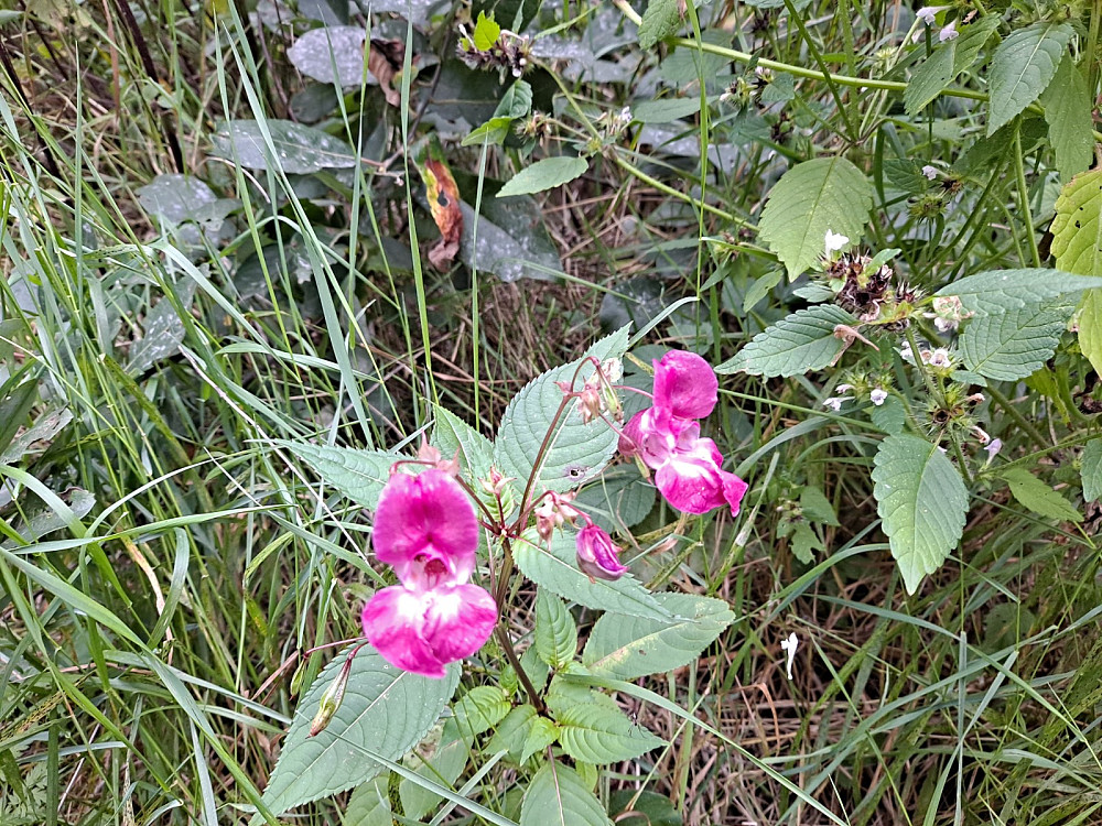 Springfrø, Pen, men uønsket