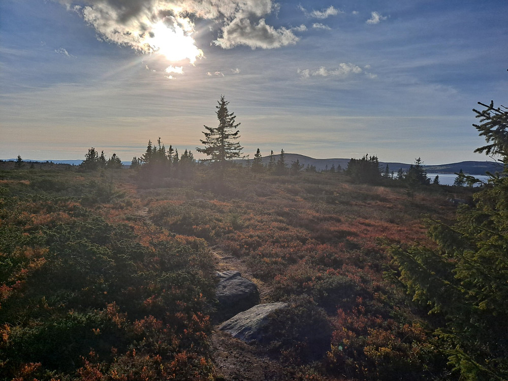 På Indre NYsæterhøgda