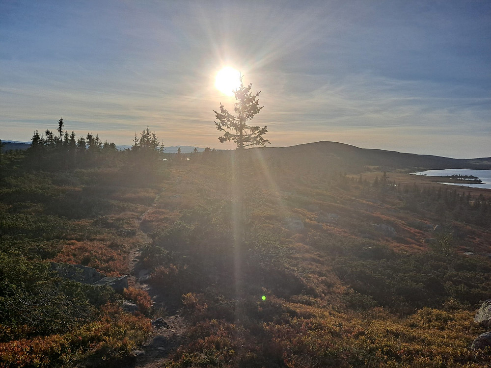 På Ytre Nysæterhøgda