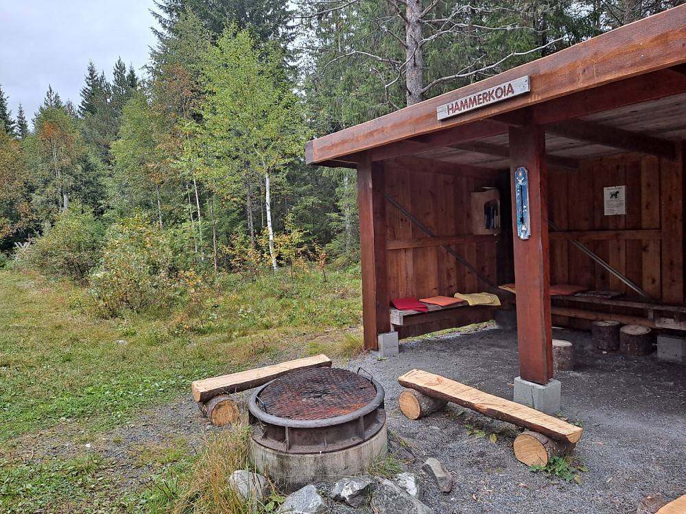 Hammerkoia