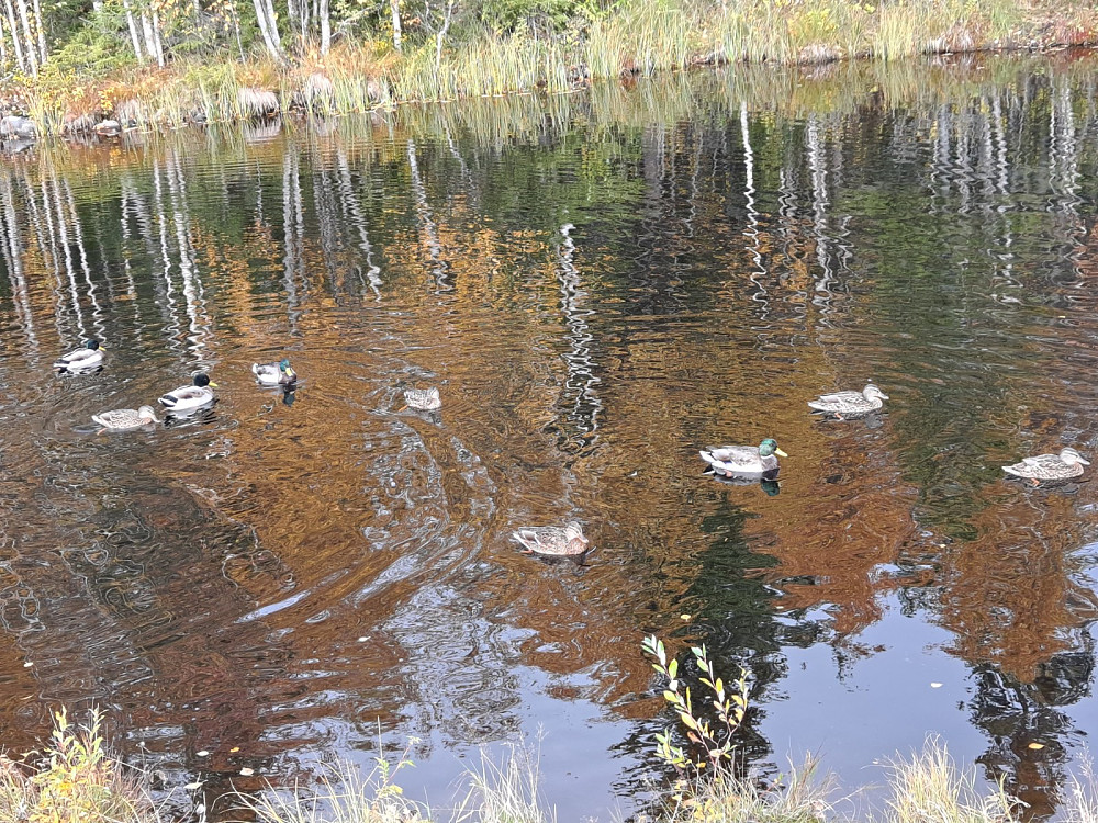 Stokkender i Kanalen