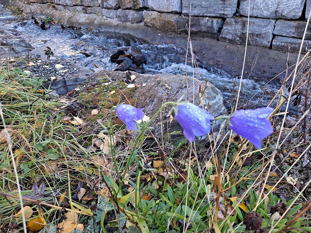 Fortsatt litt blomstring ved Skurva