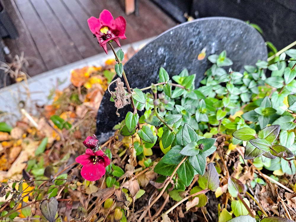 Fortsatt litt blomstring, men nå er det slutt
