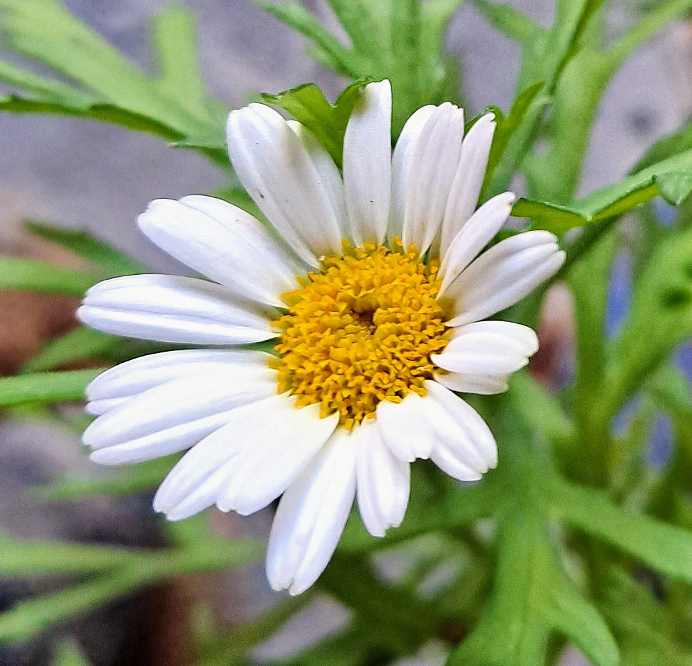 Nå har blomstene måttet gi seg
