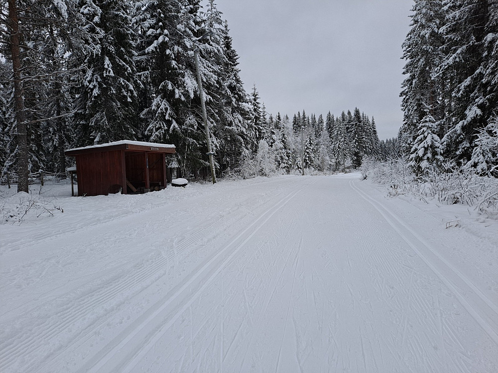 Ved Hammerkoia