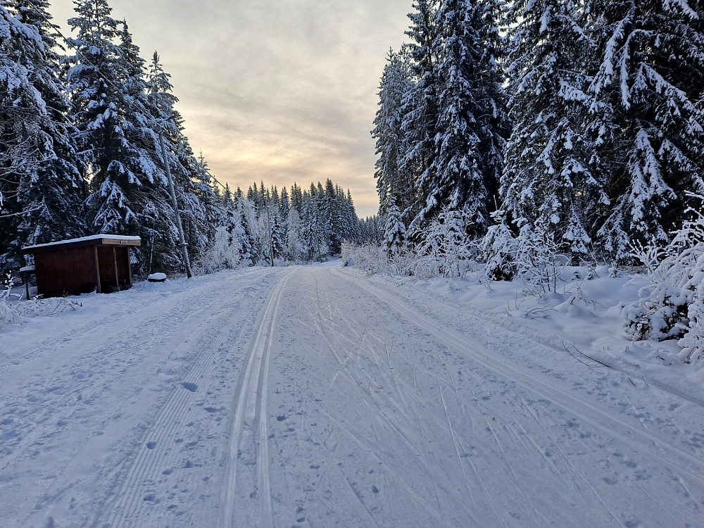 Ved Hammerkoia