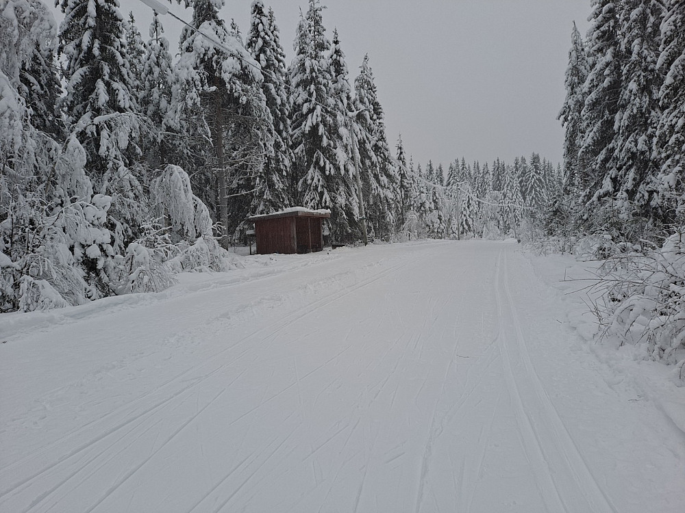 Ved Hammerkoia