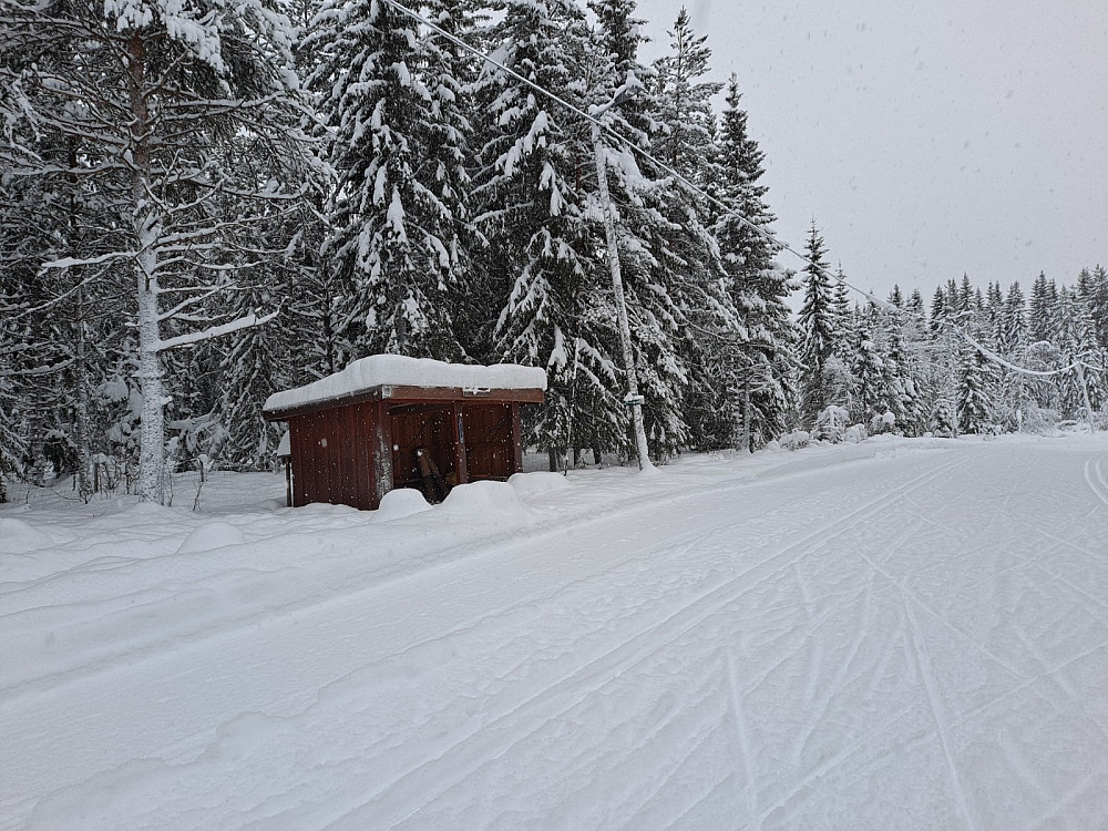 Ved Hammerkoia