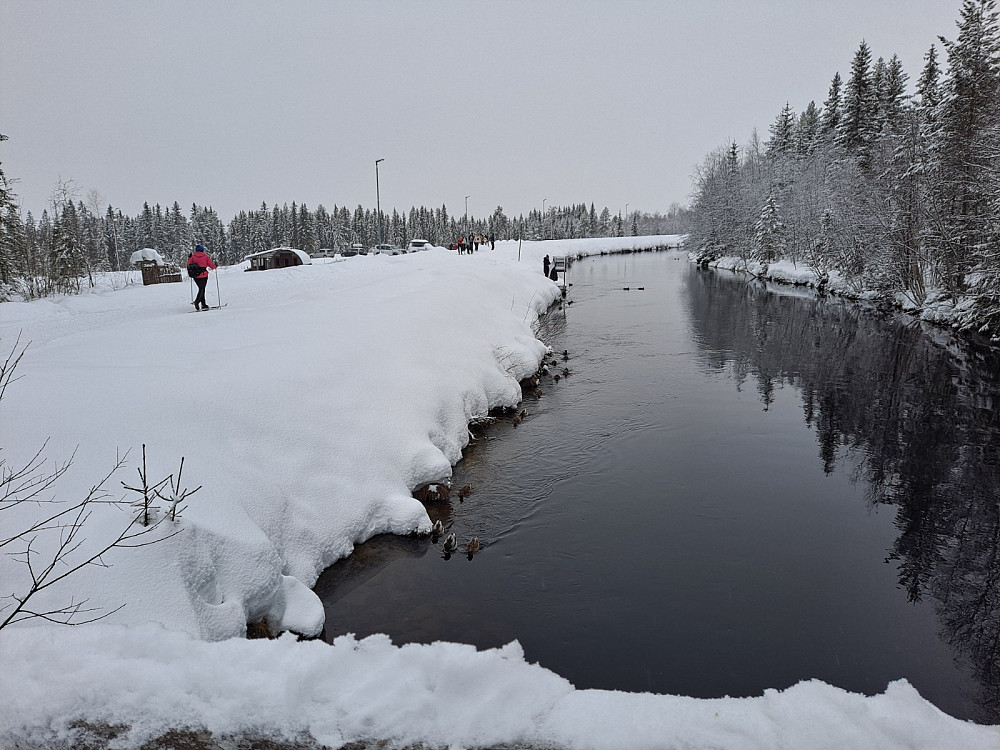 Stor aktivitet ved Kanalen, noen på ski, ender og mennesker bader!! 