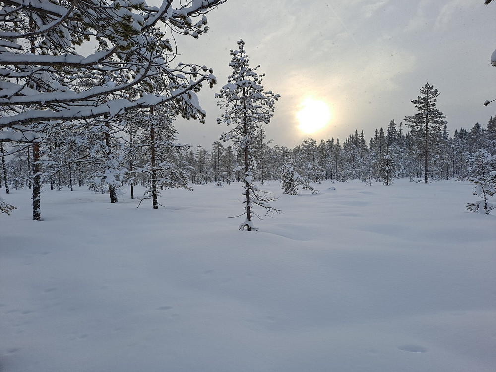 I løypa mellom Bottilmyra og Kubrua