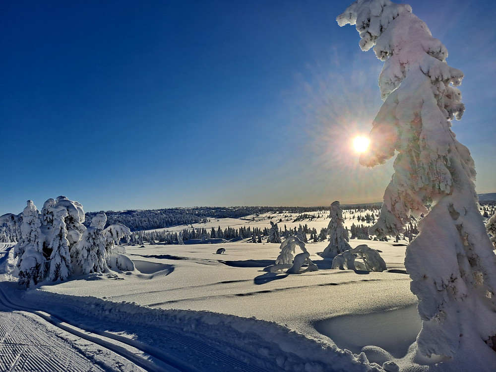 I løypa ved Løvisåsen