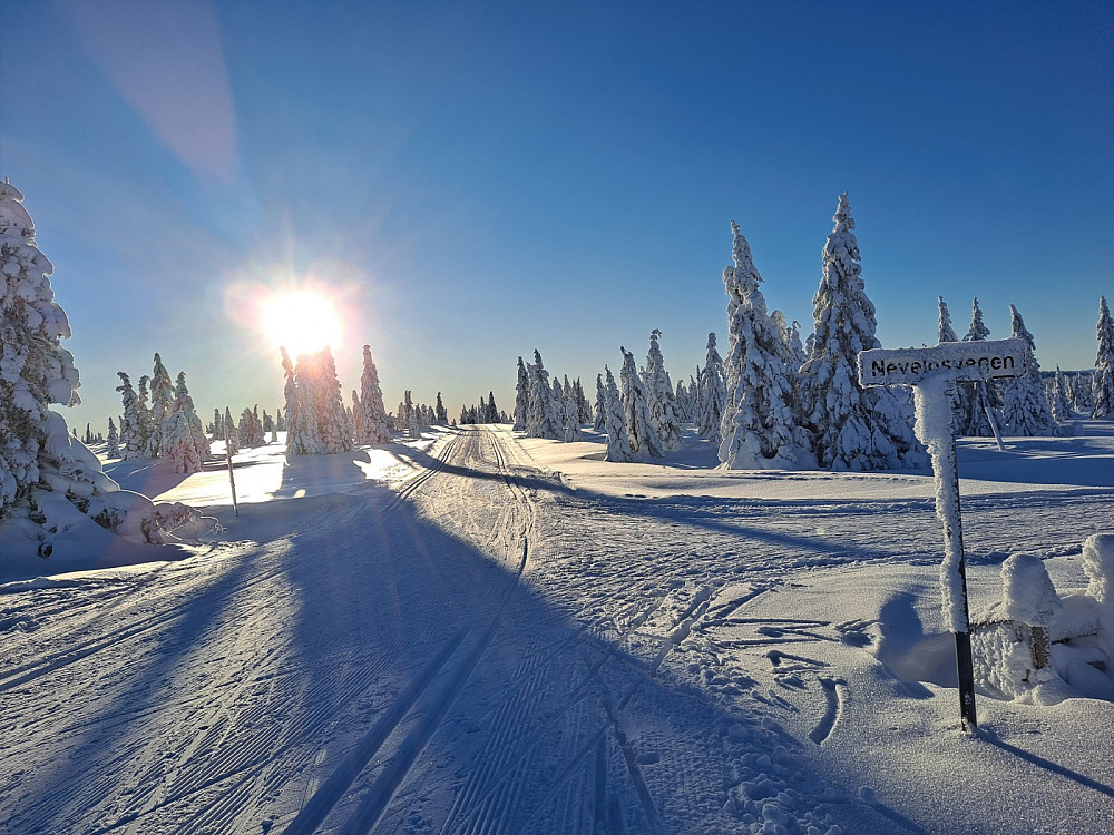 Ved løypekrysset ved Nevelosvegen