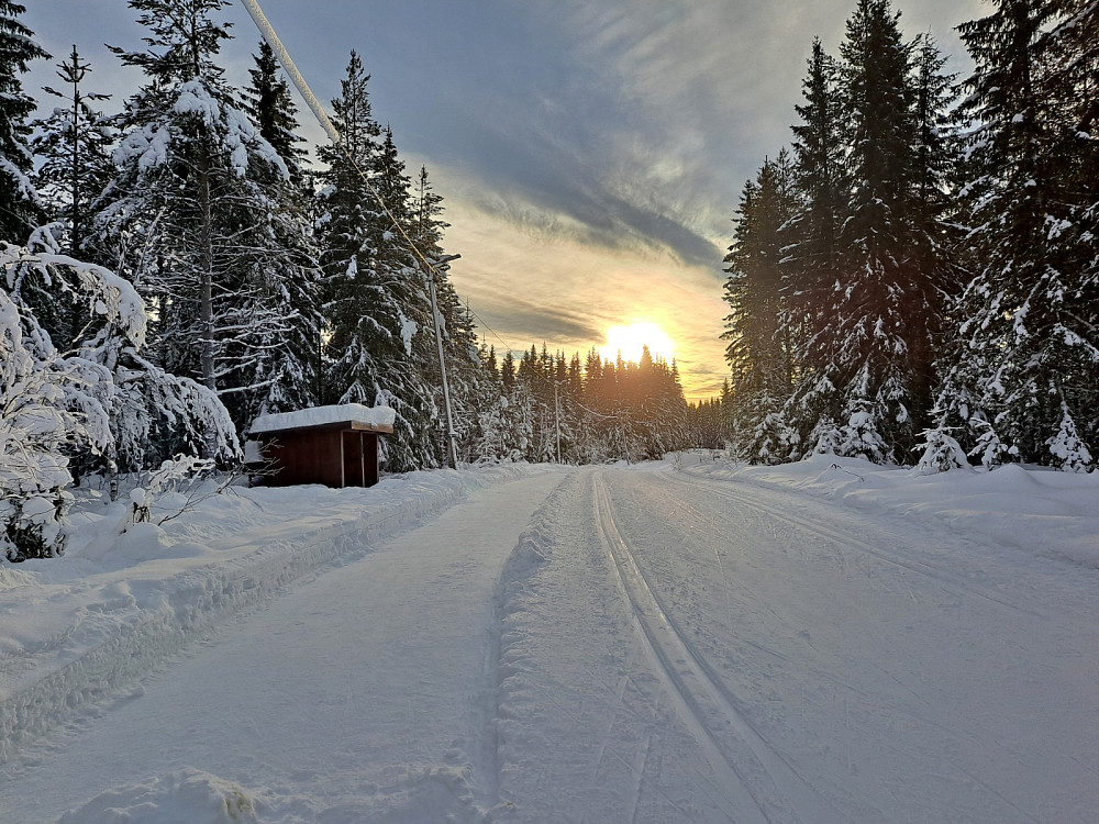 Ved Hammerkoia