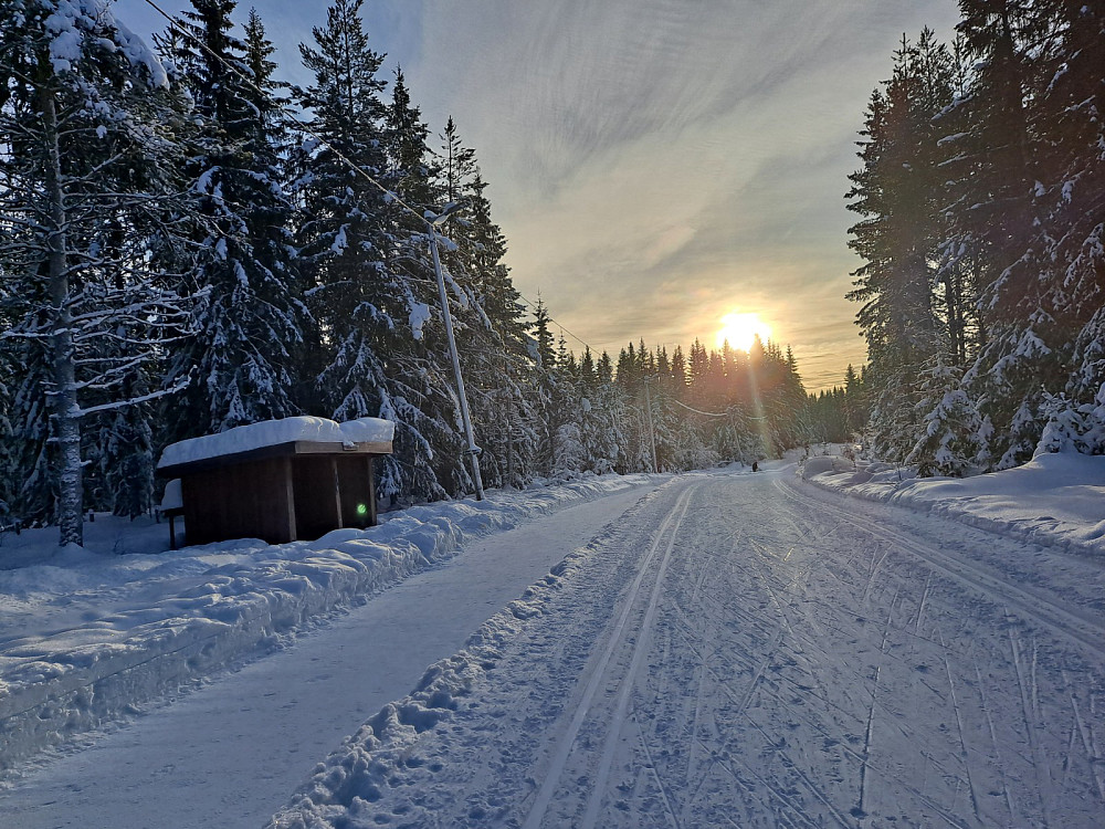 Ved Hammerkoia