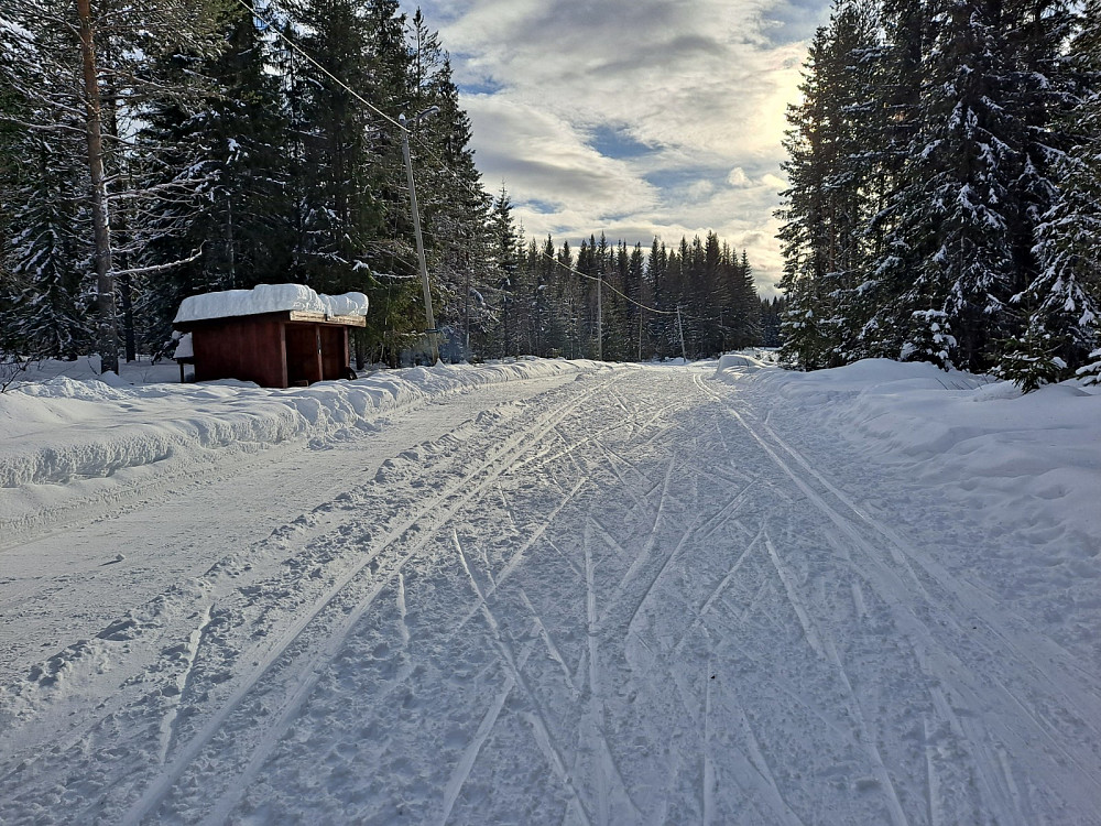Ved Hammerkoia