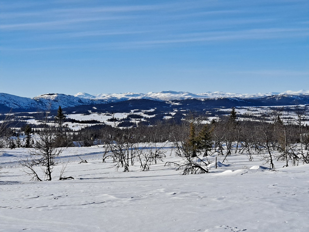 Ved sikteskiva