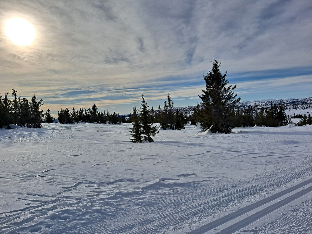 Ved løypa på Gjesboåsen