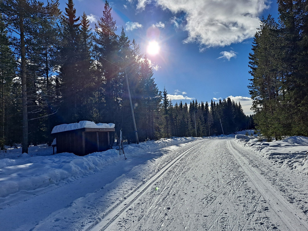 Ved Hammerkoia