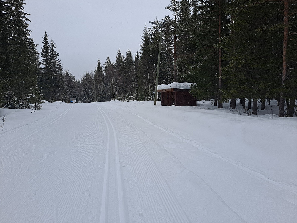 Ved Hammerkoia