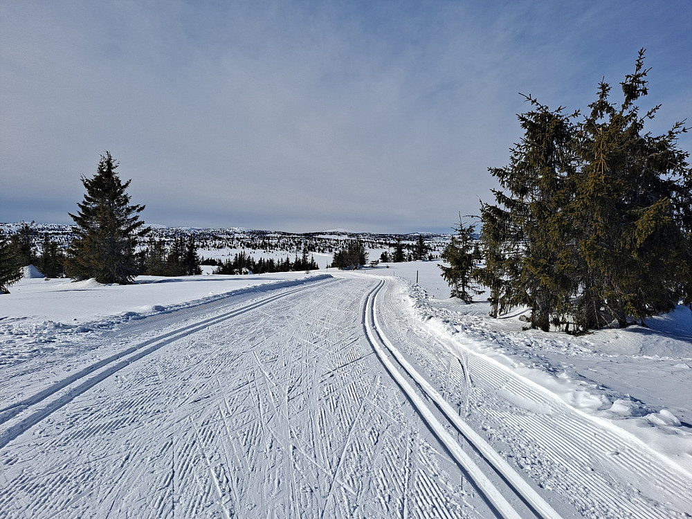 I løypa ved Gjesbodåsen