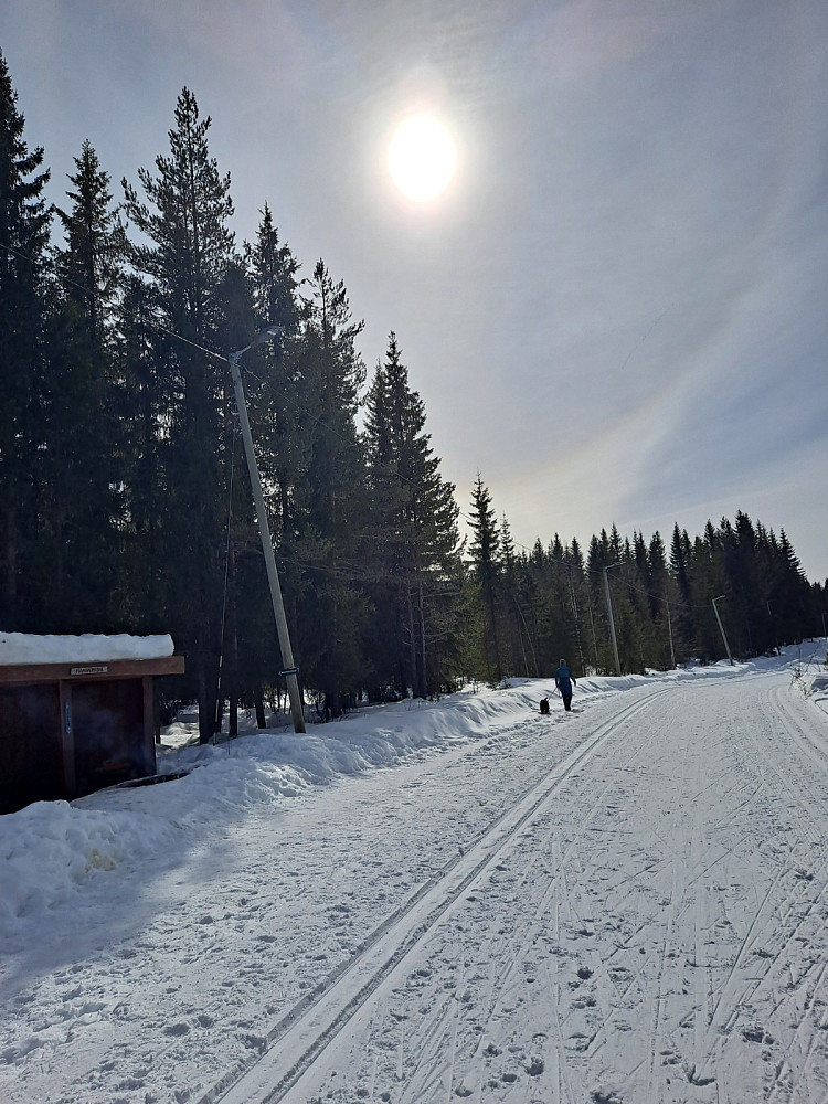 Ved Hammerkoia