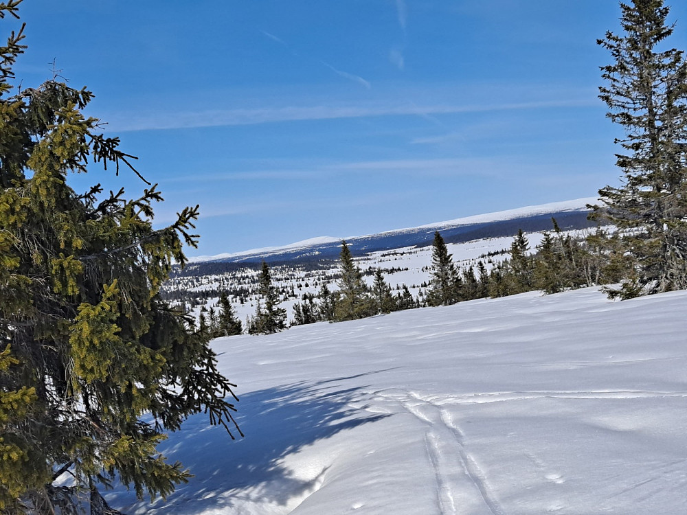 Ved Gjesboåsen, mot Lyngkampen