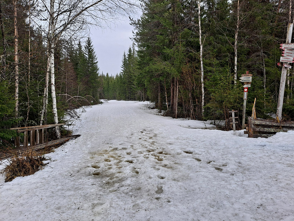 Ved Hammerkoia,mye snø i Ingalåmi fortsatt