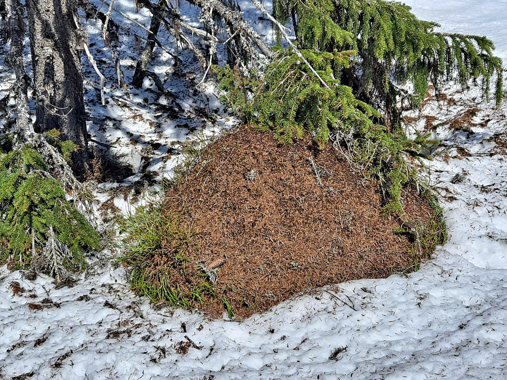 Vårtegn, stor aktivitet i maurtue langs Skogsløypa