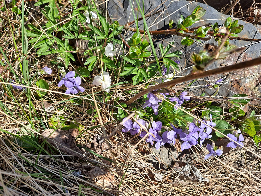 Skogfiol