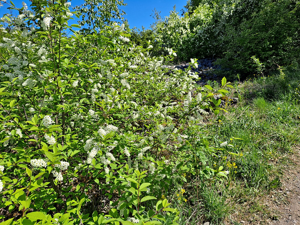 Heggen blomstrer ved råket opp til Nordsetervegen