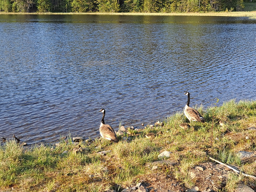 Kanadagjess ved Krokflø