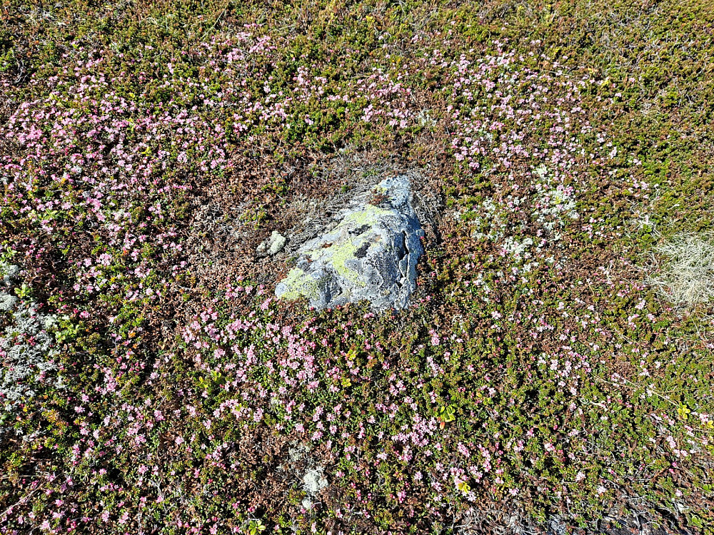 Så flott med greplyng