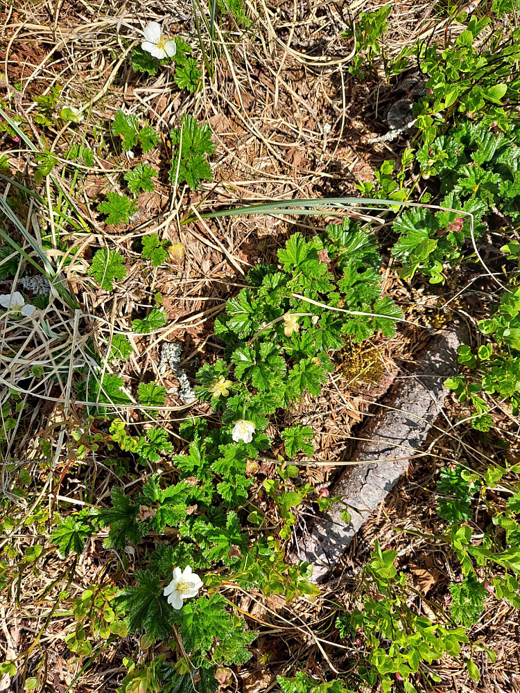Molteblomster