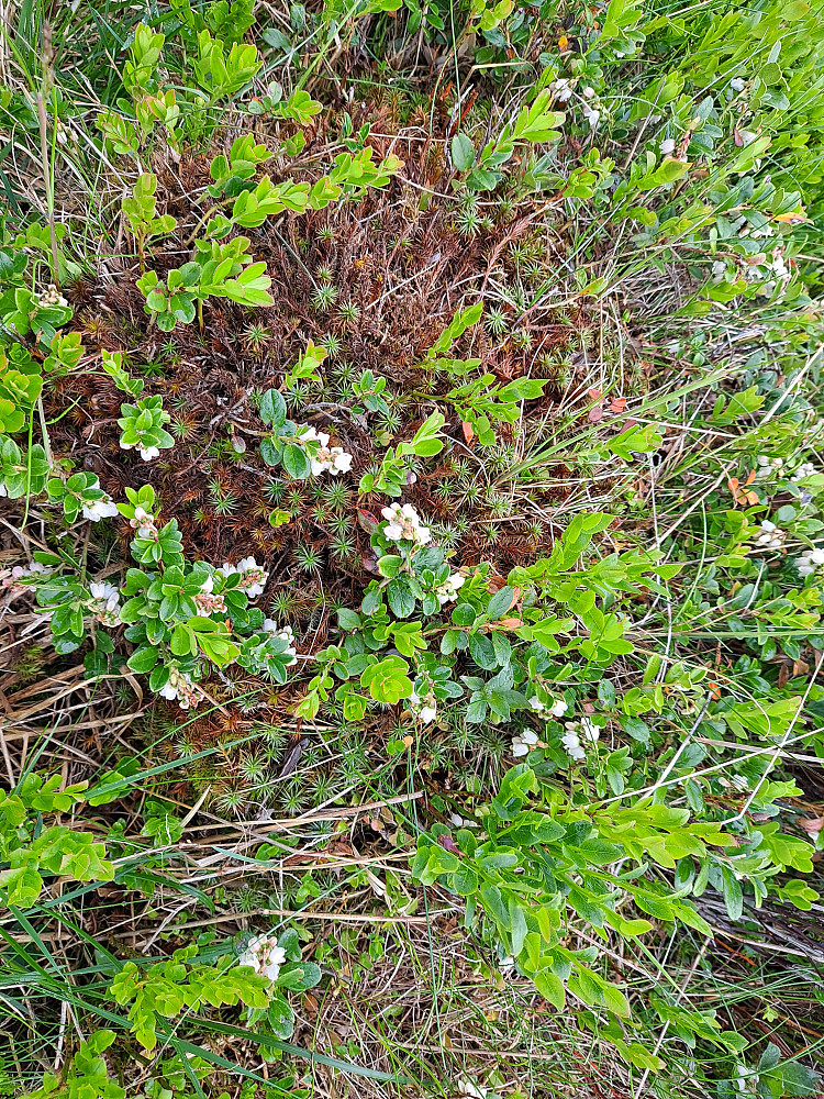 Tyttebær i blomst på Landskampen