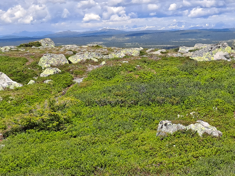 På Reinsfjellet