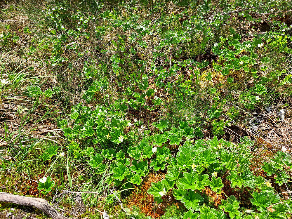 Molta blomstrer