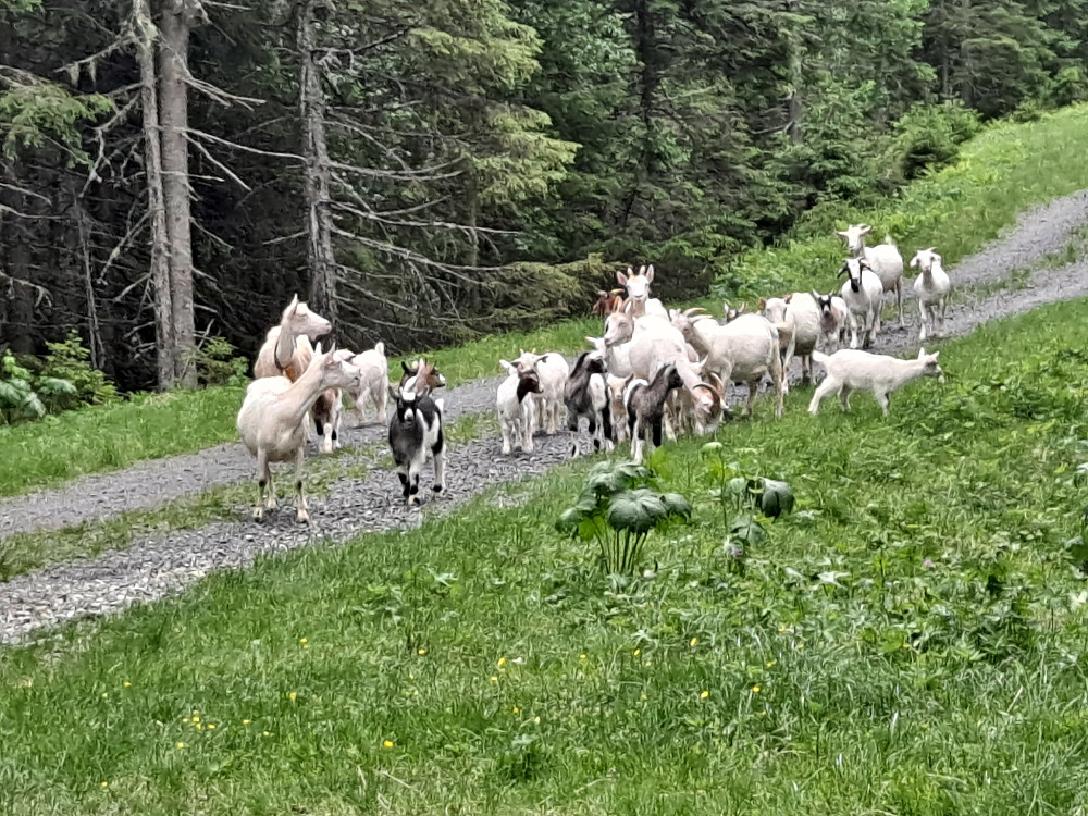 Det er geiter i Nygaardssvea i år