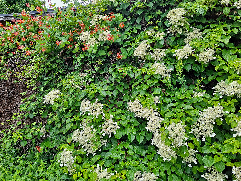 Ildkaprifol og klatrehortensia