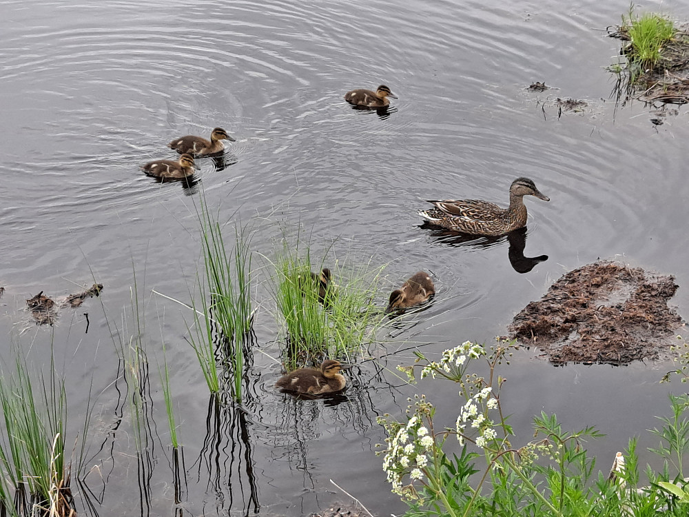Stokkandmor med mange små ved Krokflø