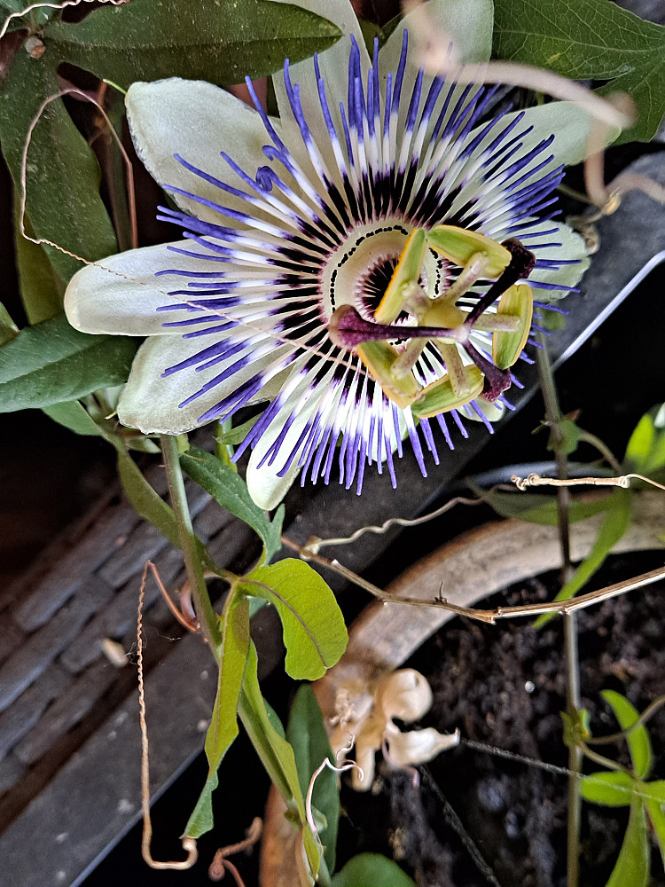 Pasjonsplanten blomstrer