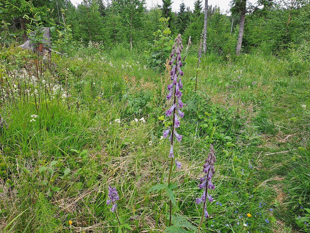 Lushatt (Tyrihjelm)