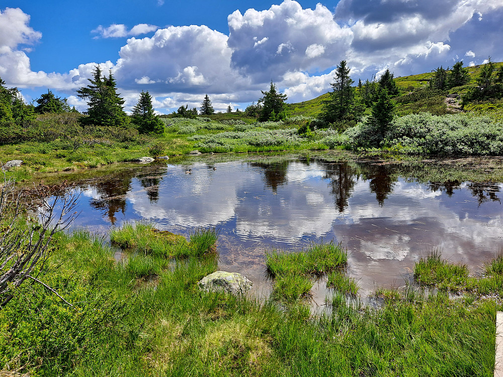 Ender i det lille vannet ved foten av Lunkefjell