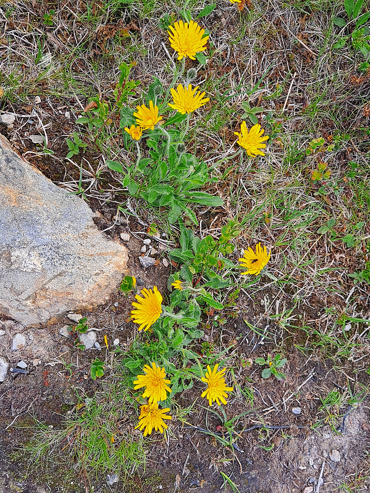 Fjellsveve