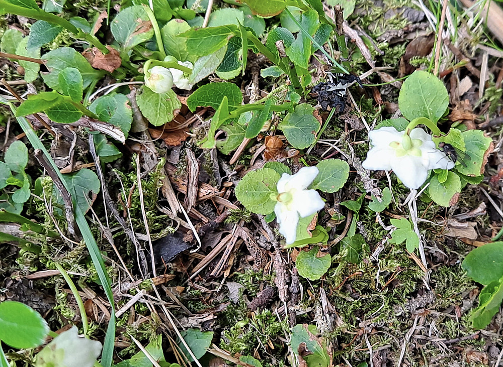 Olavstake i grøftekanten på Reinavegen
