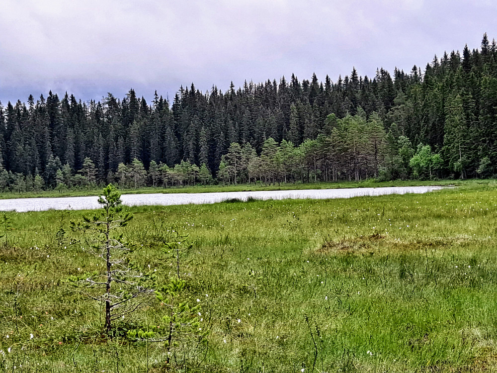 Røyslitjern