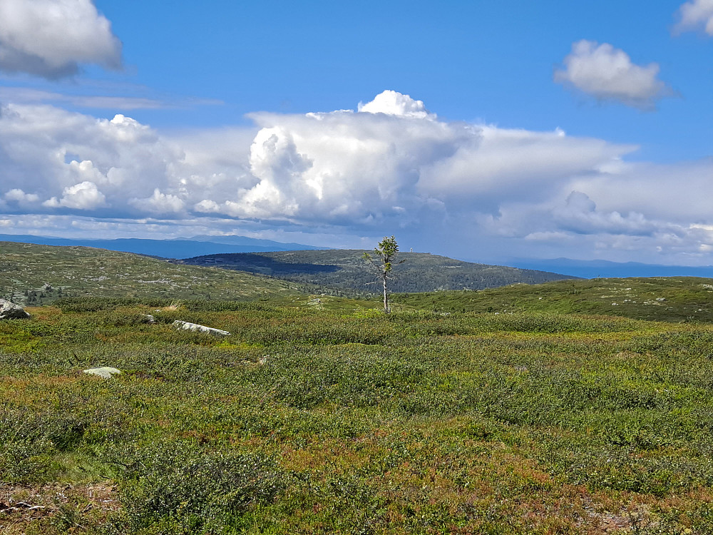 På Hitfjellet 