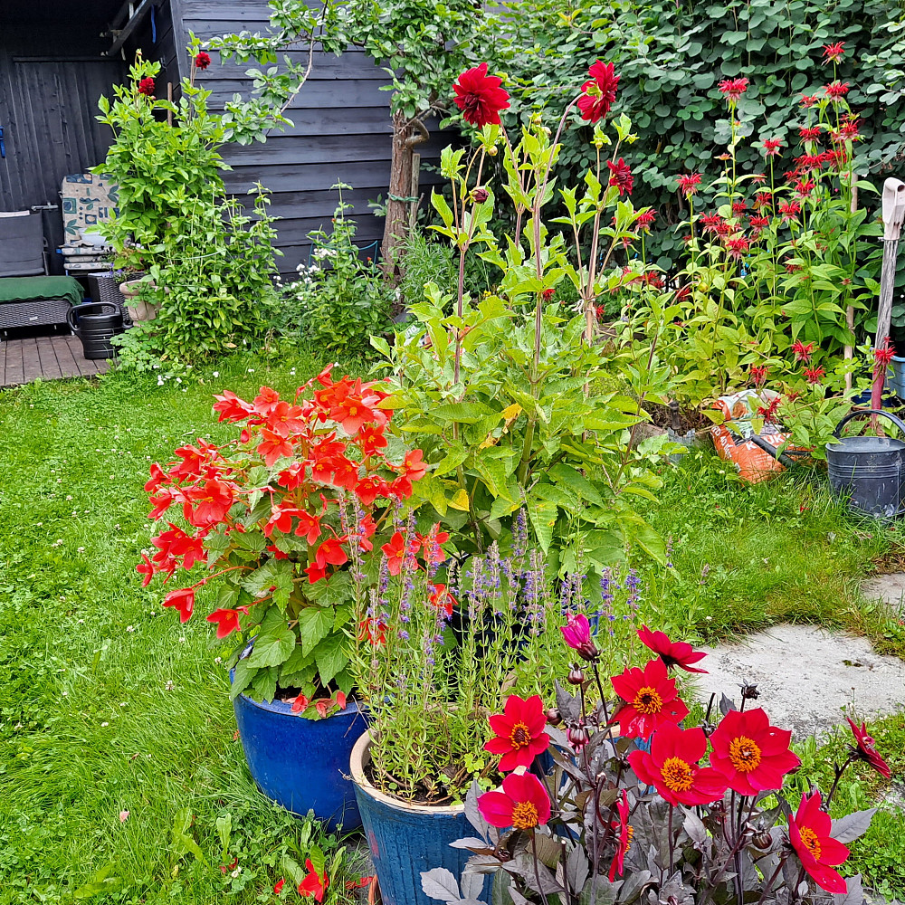 Det blomstrer hos meg