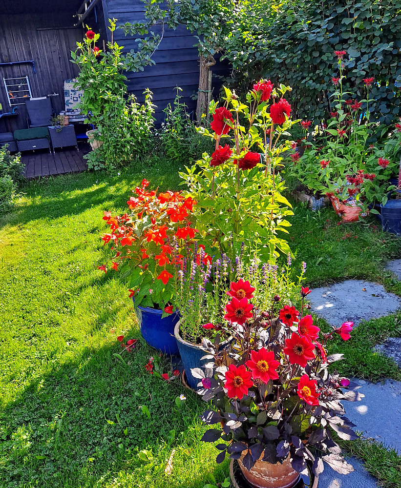 Det blomstrer fint i Hagen nå