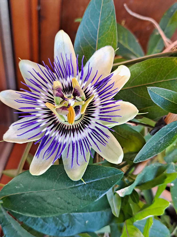 Pasjonsblomsten blomstrer igjen