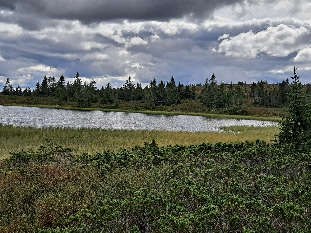 Over Lomtjernet mot Løvisåsen